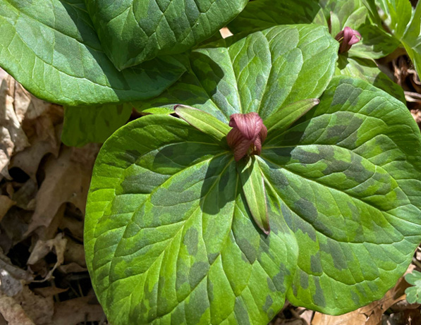 a close up of a plant