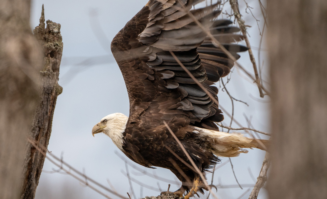 a bald eagle flying in a tree