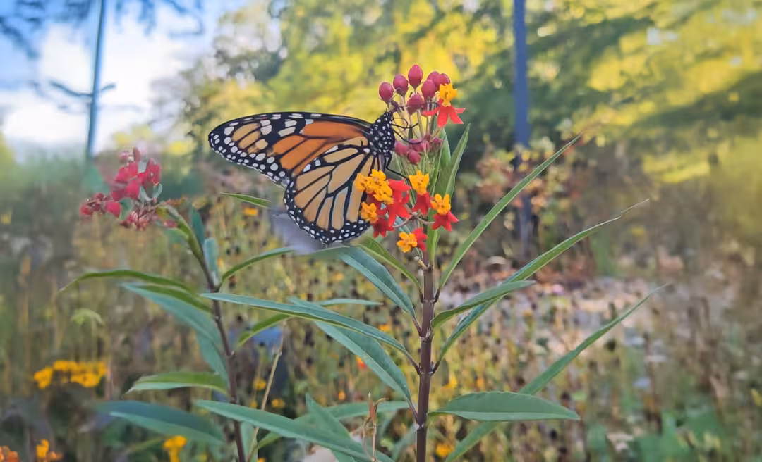a butterfly on a flower