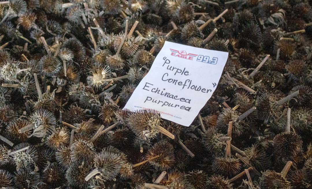 a pile of brown flowers