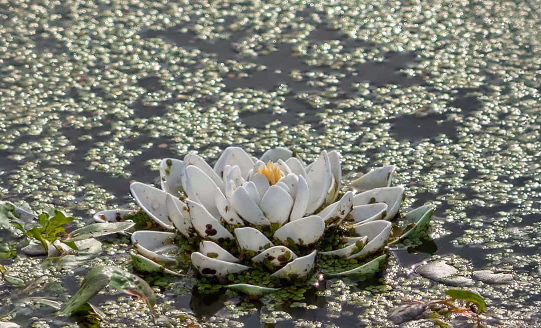 a white flower in the water