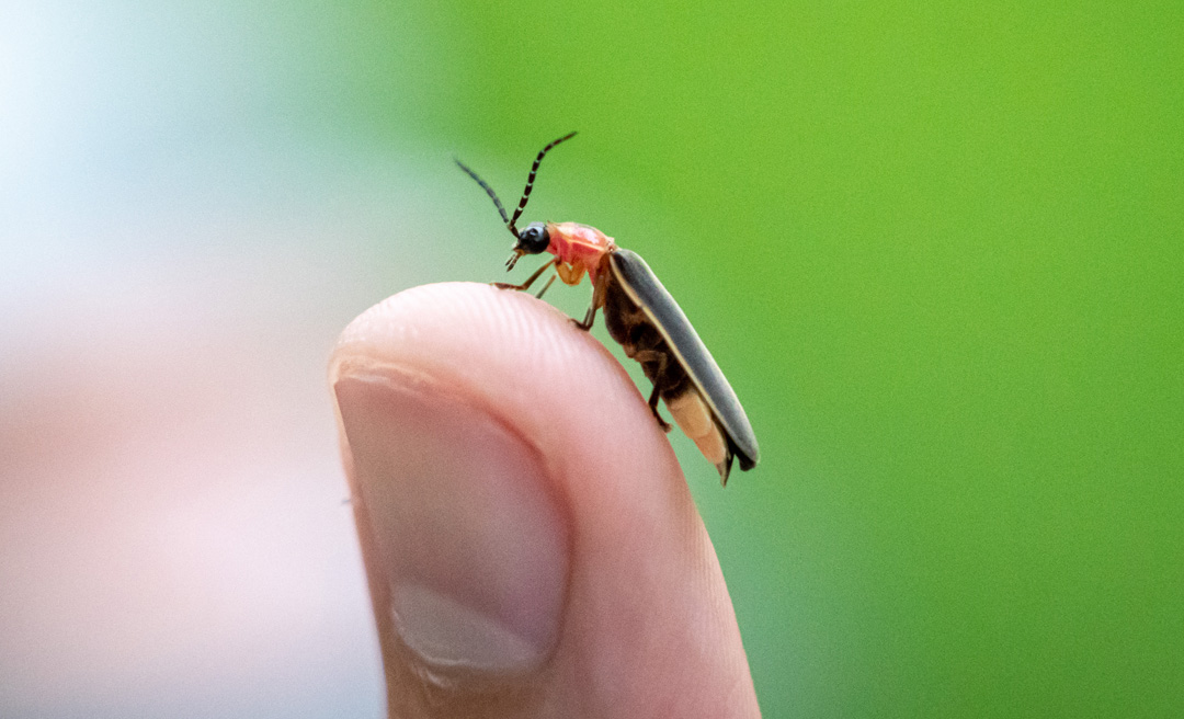 a close up of a bug on a finger