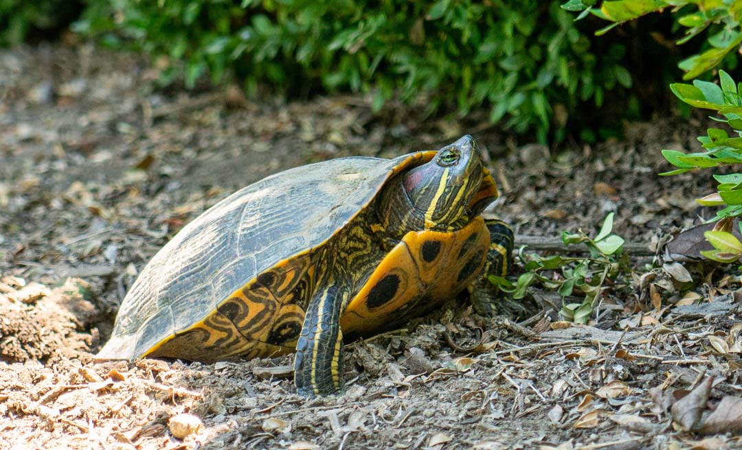 a turtle on the ground