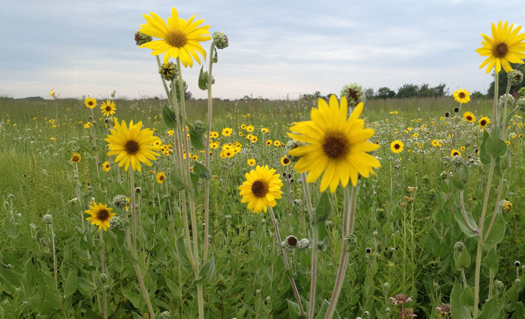 a field of yellow flowers