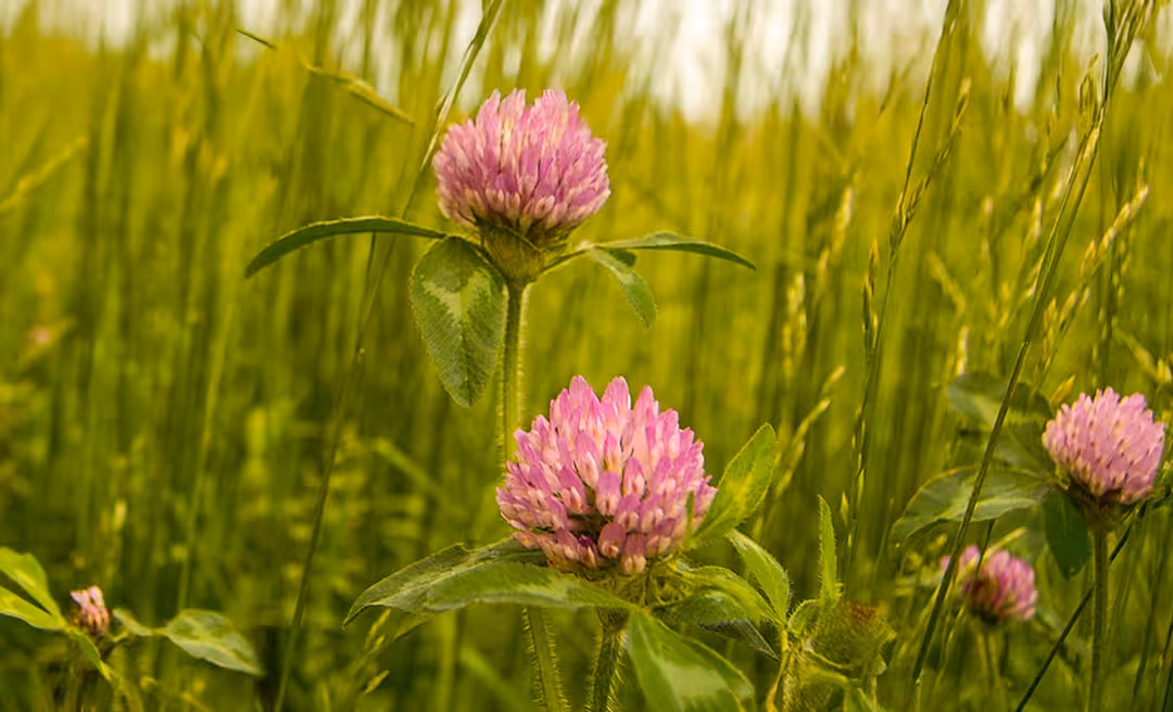Pink Flowers