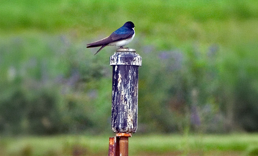 a bird on a pole