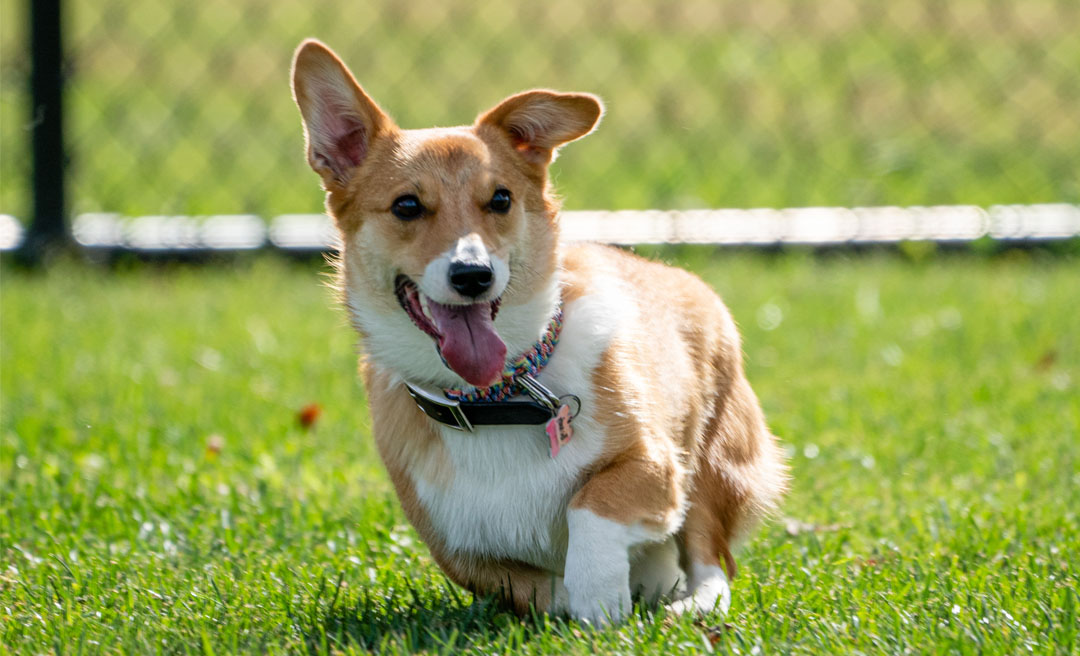 a dog running on grass