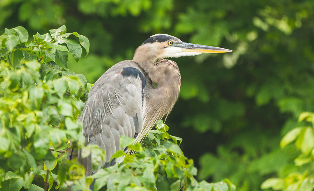a bird standing on a tree branch
