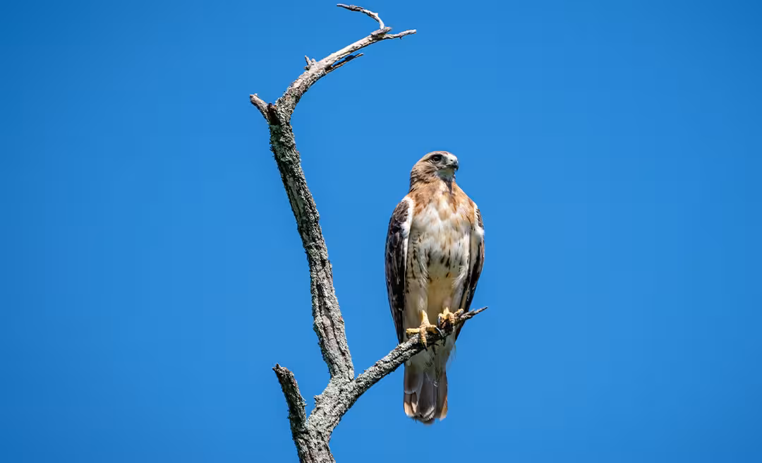 a bird perched on a branch