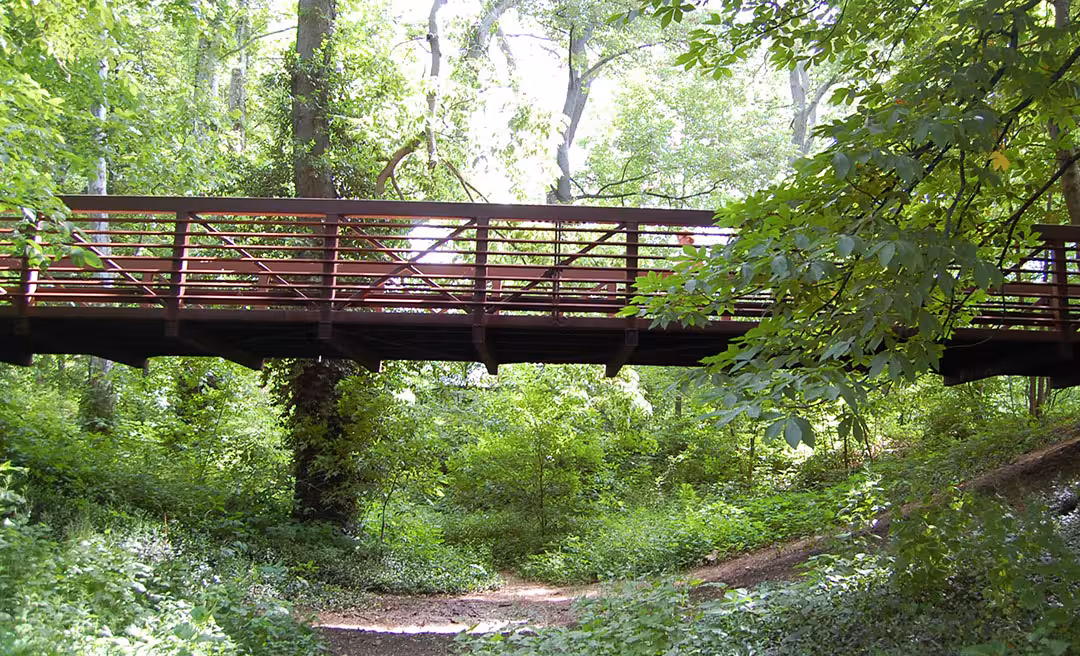 a bridge over a forest