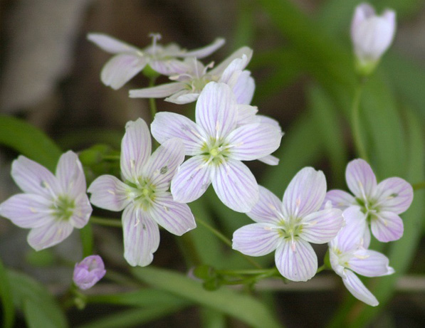 a group of white flowers