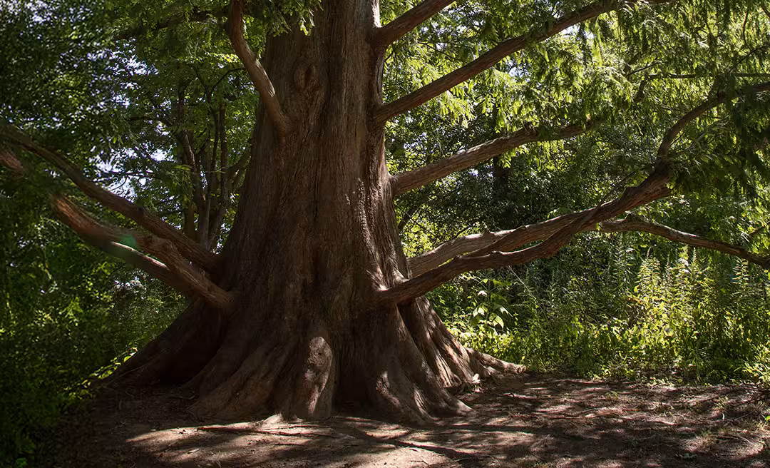 a large tree with many branches
