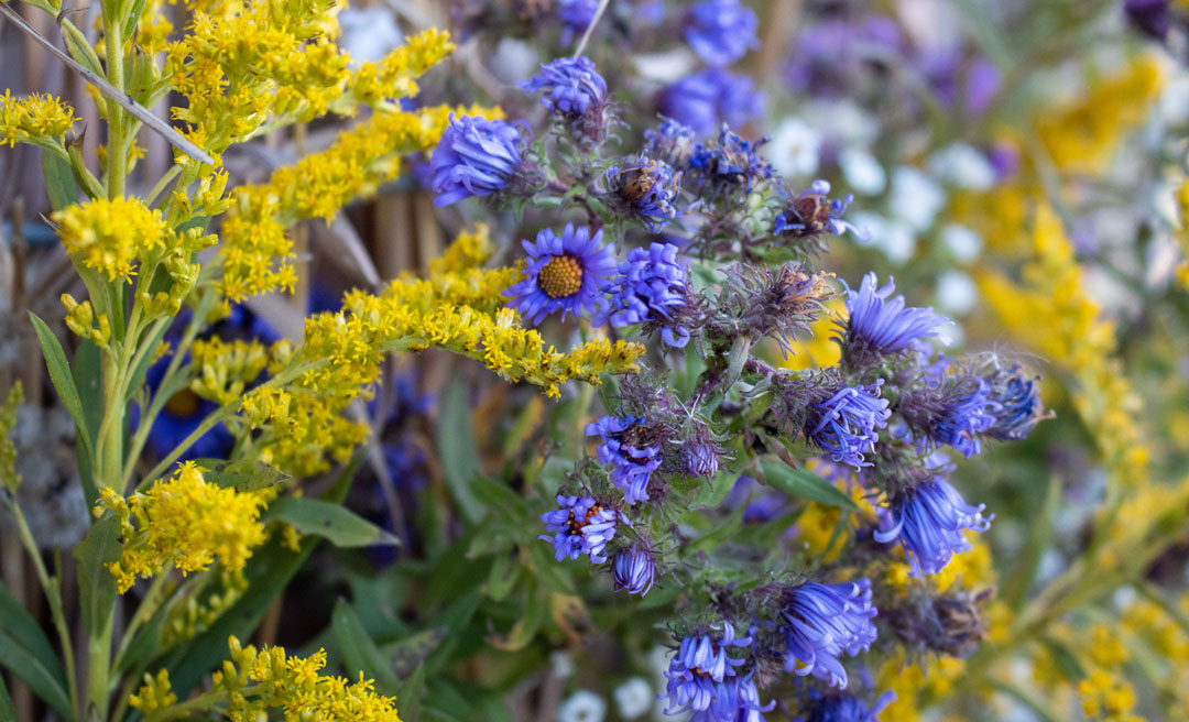 a group of purple flowers