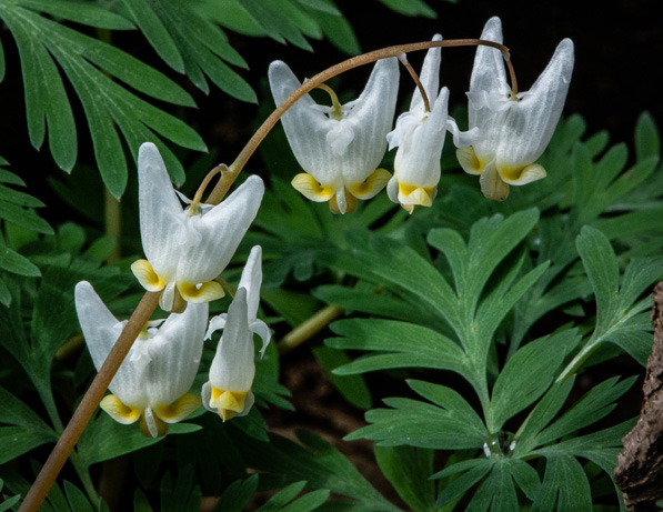 a white flowers and green leaves